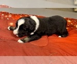 Small Photo #43 Australian Shepherd Puppy For Sale in SALISBURY, NC, USA