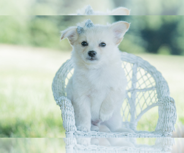 Medium Photo #125 Chihuahua Puppy For Sale in WARSAW, IN, USA