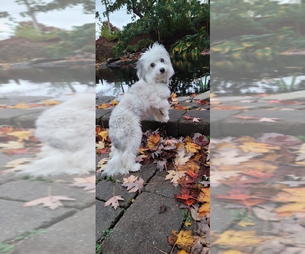 Medium Photo #1 Aussiedoodle Miniature  Puppy For Sale in SPIRIT LAKE, ID, USA