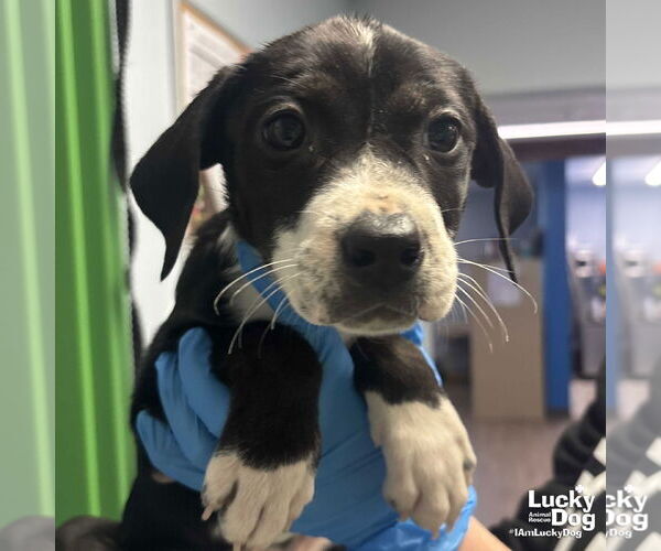 Medium Photo #1 Labrador Retriever-Unknown Mix Puppy For Sale in Washington, DC, USA