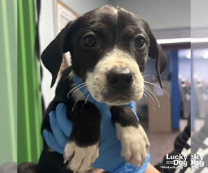 Labrador Retriever-Unknown Mix Dogs for adoption in Washington, DC, USA