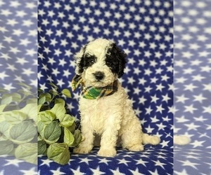 Poodle (Miniature)-Sheepadoodle Mix Puppy for sale in GLEN ROCK, PA, USA