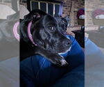 Small #30 American Pit Bull Terrier Mix