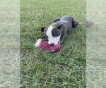 Small Photo #2 Bull Terrier-Unknown Mix Puppy For Sale in Forestville, MD, USA