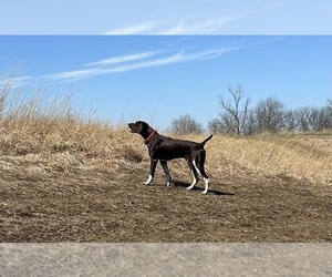 Father of the German Shorthaired Pointer puppies born on 08/09/2026