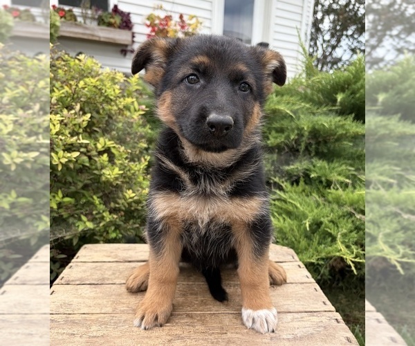 Medium Photo #5 German Shepherd Dog Puppy For Sale in MIDDLEBURY, IN, USA