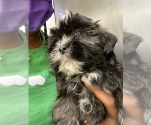 Mal-Shi-Maltese Mix Puppy for sale in VILLA RICA, GA, USA