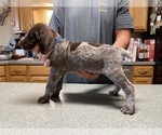 Small Photo #13 German Shorthaired Pointer Puppy For Sale in ALBEMARLE, NC, USA