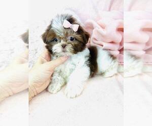 Shih Tzu Puppy for sale in BOCA RATON, FL, USA