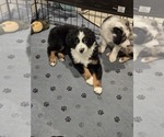 Small #2 Miniature Australian Shepherd