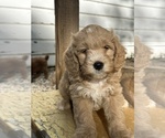 Pompeii - Male Double Doodle Puppy for Sale - Photo #2