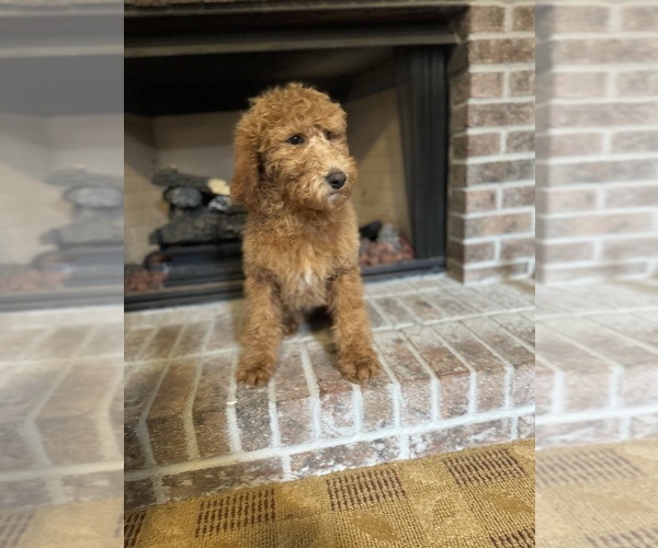 Medium Photo #1 Poodle (Standard) Puppy For Sale in MURRAYVILLE, GA, USA