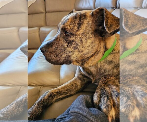 Medium Photo #19 Mountain Cur-Unknown Mix Puppy For Sale in Germantown, OH, USA