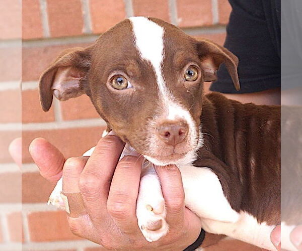 Medium Photo #2 Rat-Cha Puppy For Sale in Carrollton, TX, USA