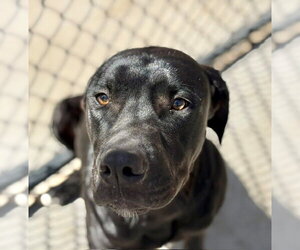 Labrador Retriever-Unknown Mix Dogs for adoption in Tulsa, OK, USA