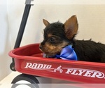 Small #2 Yorkshire Terrier
