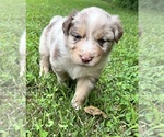 Puppy Kristoff Australian Shepherd