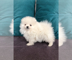 Small Photo #5 Pomeranian Puppy For Sale in DES PLAINES, IL, USA
