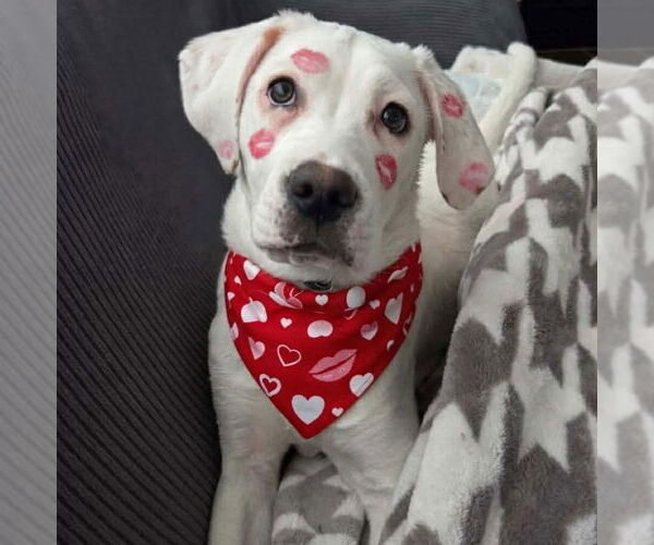 Medium Photo #9 Boxer-Unknown Mix Puppy For Sale in Brooklyn Center, MN, USA