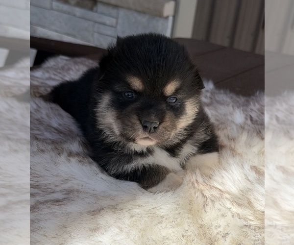 Medium Photo #4 Corgi-Aussie Puppy For Sale in WAUKON, IA, USA