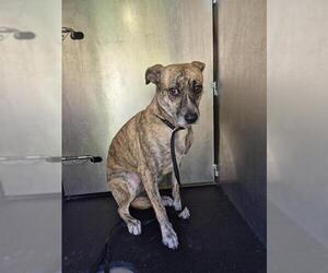 Plott Hound-Unknown Mix Dogs for adoption in San Antonio, TX, USA