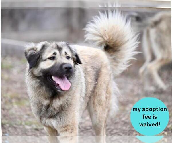 Medium Photo #4 Anatolian Shepherd Puppy For Sale in Santa Cruz, CA, USA