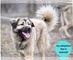 Small #3 Anatolian Shepherd