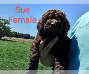 Goldendoodle Puppy for sale in LAVONIA, GA, USA