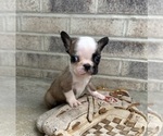 Image preview for Ad Listing. Nickname: Duncan