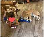 Small #5 American Pit Bull Terrier-Huskies  Mix