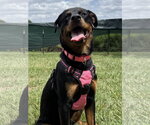 Small #2 Rottweiler