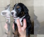 Small Photo #3 Australian Shepherd Puppy For Sale in COLUMBIA, MO, USA