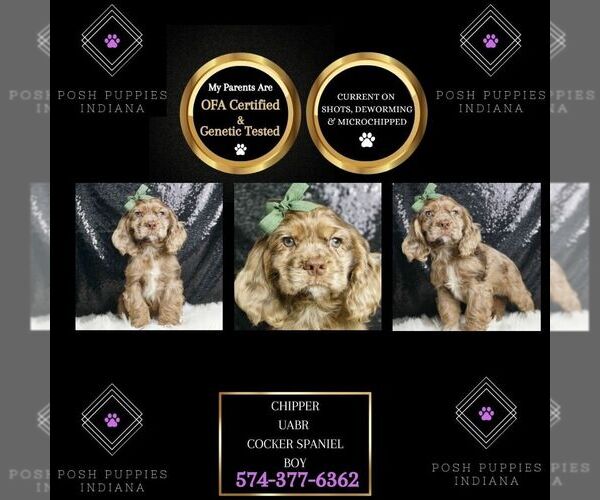 Medium Photo #1 Cocker Spaniel Puppy For Sale in WARSAW, IN, USA