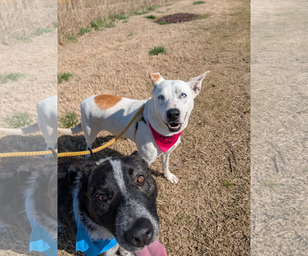 Medium Photo #3 Siberian Husky-Unknown Mix Puppy For Sale in Green Forest, AR, USA