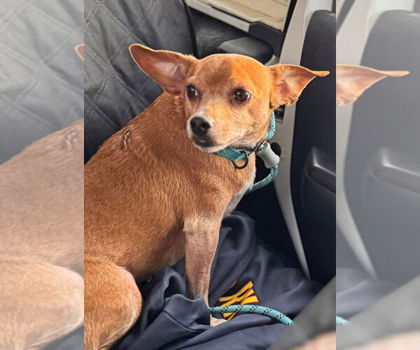 Medium Photo #3 Chihuahua-Unknown Mix Puppy For Sale in Germantown, OH, USA