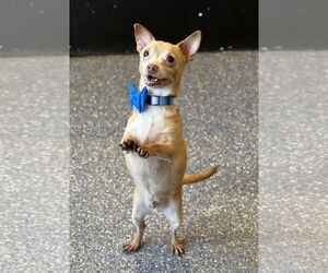 Chiweenie Dogs for adoption in Phoenix, AZ, USA