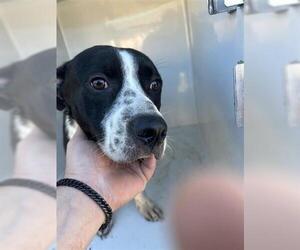 Labrador Retriever-Unknown Mix Dogs for adoption in Houston, TX, USA