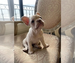 Medium French Bulldog
