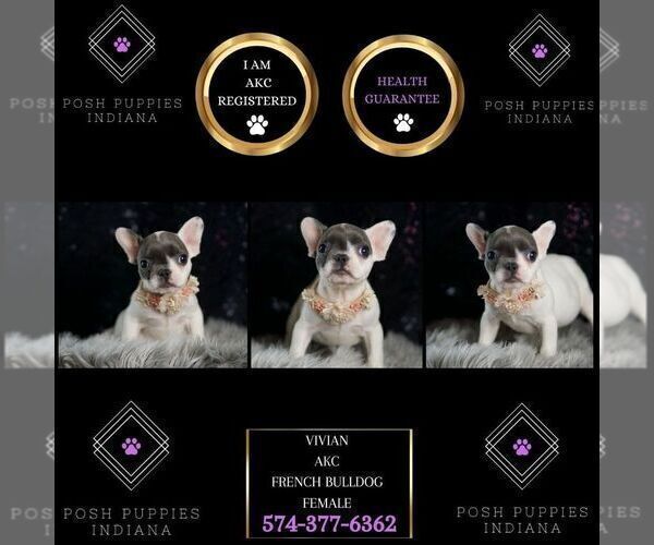 Medium Photo #1 French Bulldog Puppy For Sale in WARSAW, IN, USA