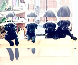 Labrador Retriever Puppy for sale in S CHICAGO HEI, IL, USA