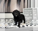 Small Photo #7 Cavapoo Puppy For Sale in FRANKLIN, IN, USA