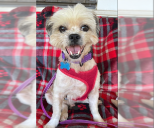 Shih Tzu-Unknown Mix Dogs for adoption in Cranston, RI, USA