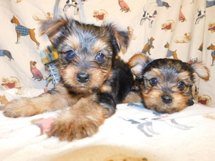 Yorkshire Terrier Puppy for sale in NEWARK, NJ, USA