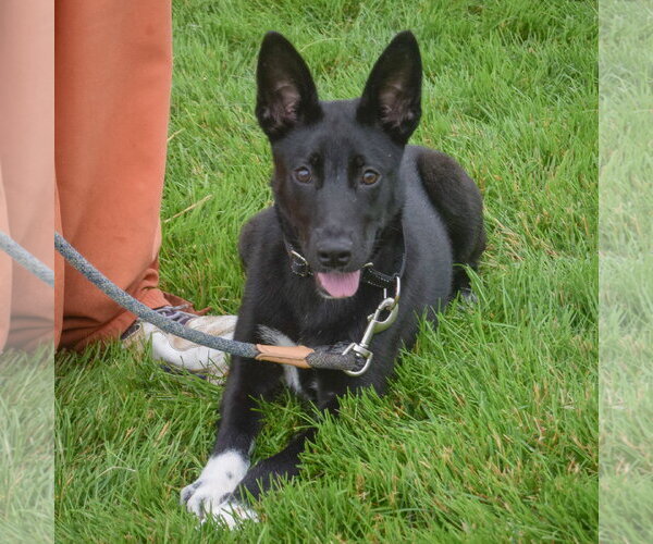 Medium Photo #2 Australian Kelpie-German Shepherd Dog Mix Puppy For Sale in Huntley, IL, USA