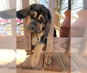 Bloodhound Puppy for sale in GRANDVIEW, TX, USA