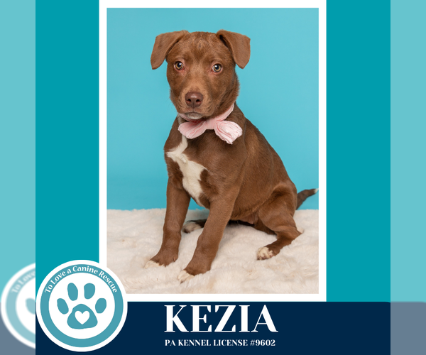 Medium Photo #9 Labrador Retriever-Unknown Mix Puppy For Sale in Kimberton, PA, USA