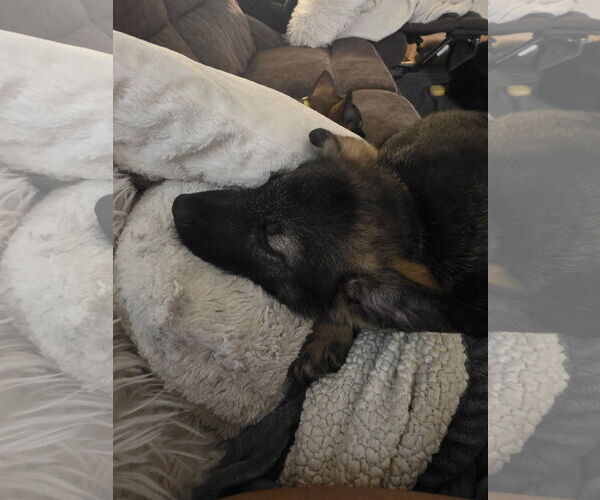 Medium Photo #3 German Shepherd Dog-pomeranian spitz Mix Puppy For Sale in Princeton, MN, USA