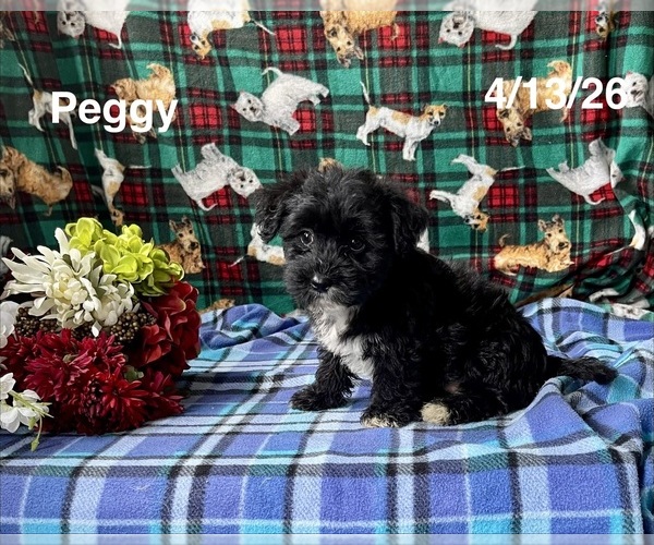 Medium Photo #2 Zuchon Puppy For Sale in MOUNT PLEASANT, MI, USA