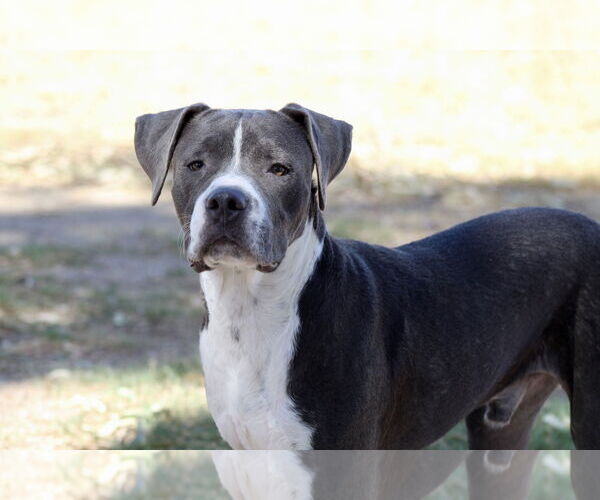Medium Photo #3 American Pit Bull Terrier-Unknown Mix Puppy For Sale in El Centro, CA, USA