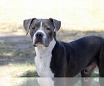 Small #2 American Pit Bull Terrier Mix